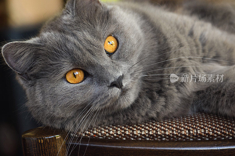 Chartreux Cat On a Chair椅子上的猫